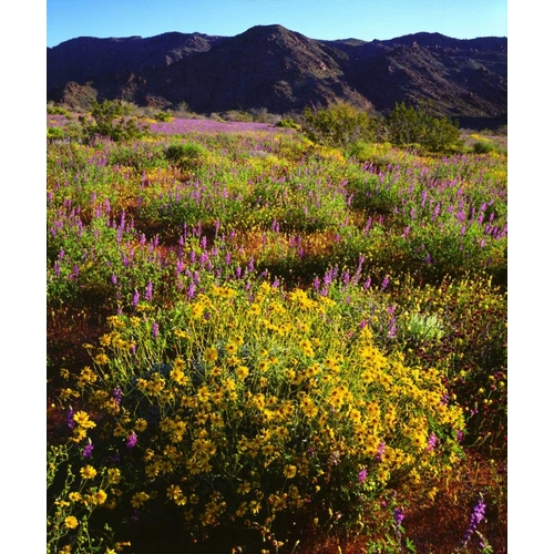 USA, California, Joshua Tree NP Wildflowers